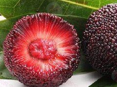 肺癌患者可以吃杨梅吗?