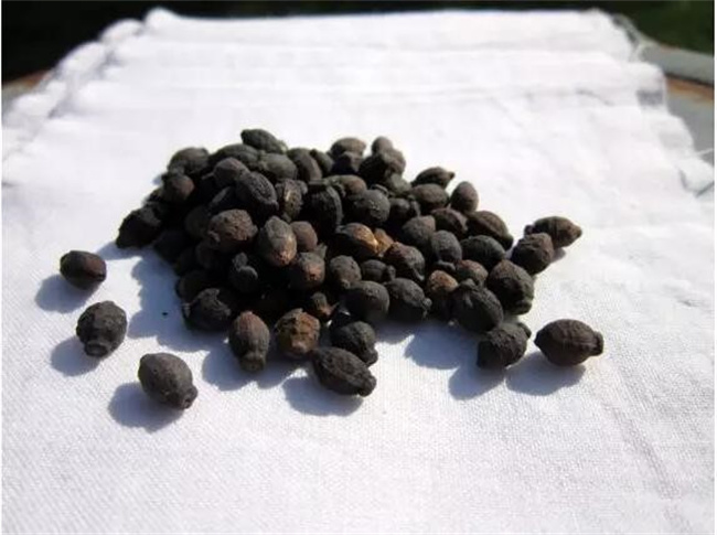 宝宝拉“羊屎蛋”是怎么回事