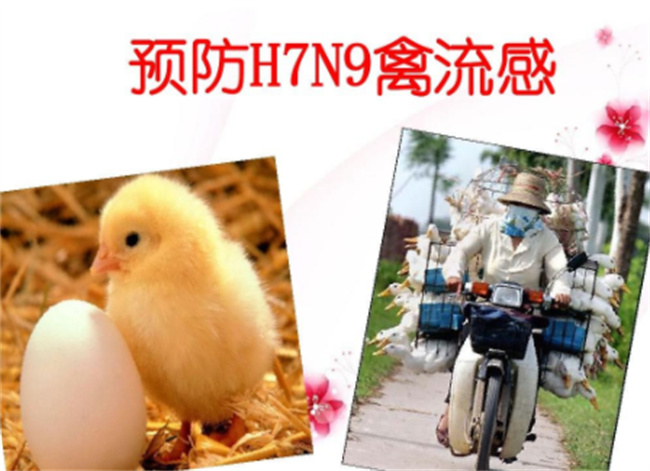 禽流感h7n9的预防措施
