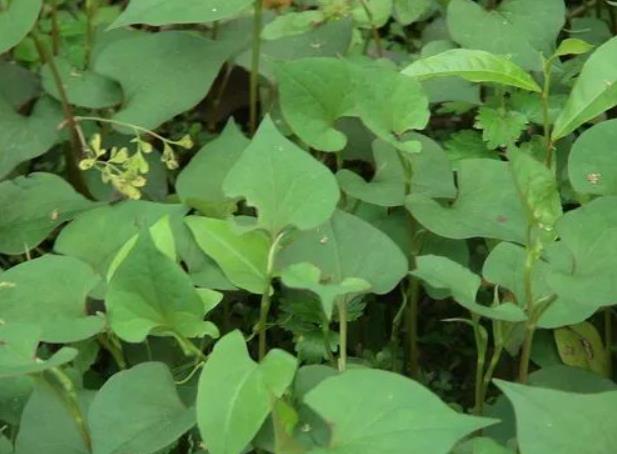 探索鱼腥草的多功能之道：抗菌、免疫力提升和帮助戒烟