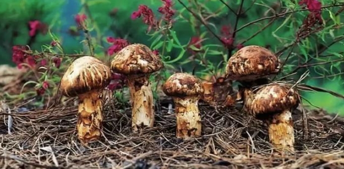 松茸的神奇功效！提高免疫力、美颜神器、治疗疾病