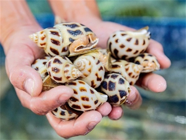 品味海鲜饕餮盛宴：探寻花螺的独特烹饪艺术