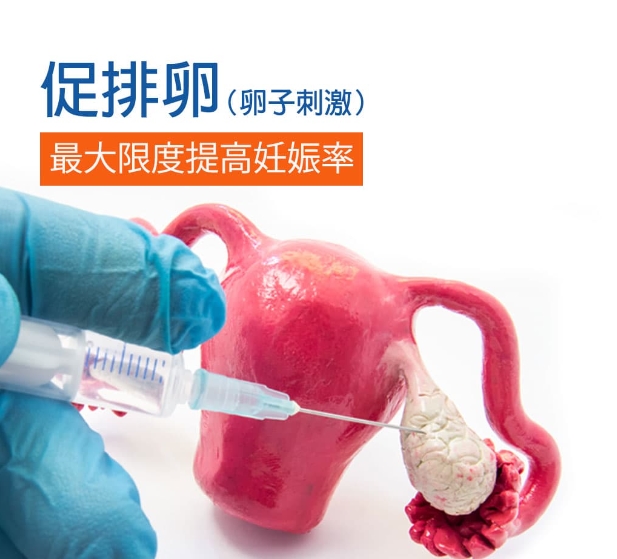 优化卵巢功能，实现成功受孕：科学高效的排卵促进策略