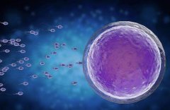 卵子存活时间：为了负责任的性行为和家庭规划