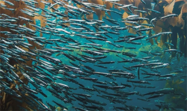 青鱼：美味之外的营养宝库，抗衰老、强健大脑的秘密武器