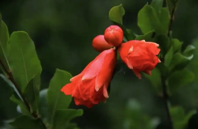 石榴花的花语：寓意美丽富贵与家庭幸福