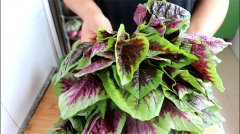 创意十足！尝试不一样的苋菜独特做法