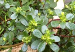 探讨马齿苋的药食两用：功效与作用