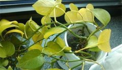 为什么绿萝叶子会发黄？如何解决这一问题？