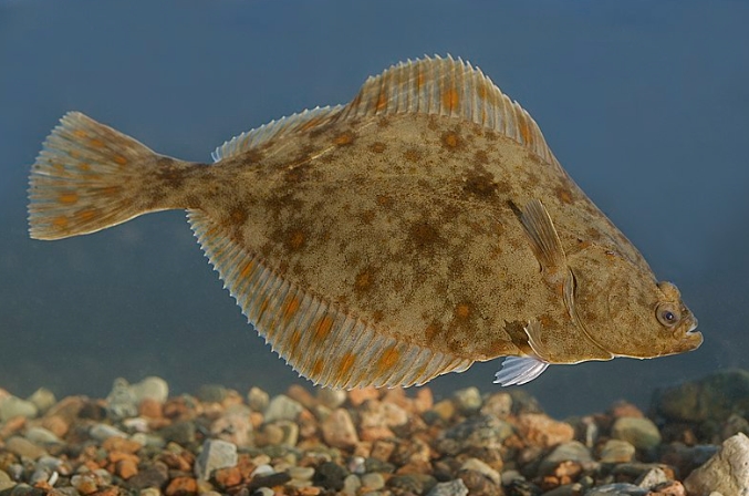 享受多宝鱼的独特美味：清蒸多宝鱼