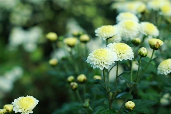 杭白菊的多重神奇功效