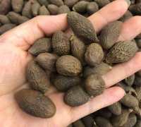 探秘胖大海价格：不同品牌、规格对比，看清市场热门选择