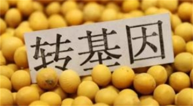 孕期与转基因食品：专业解读