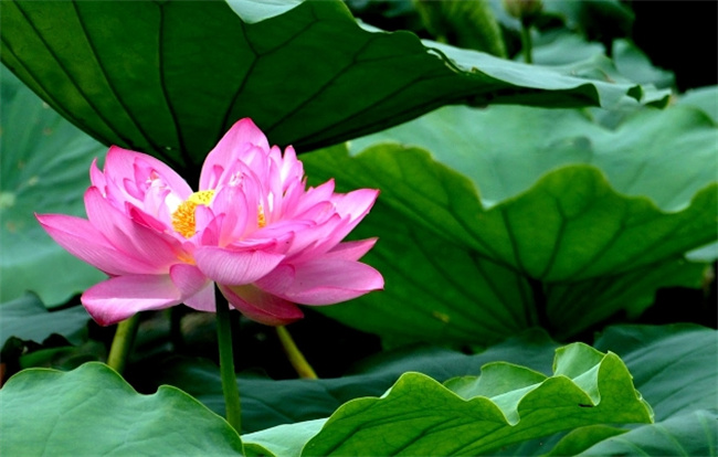 解码莲雾的营养奥秘：每100克带来的健康之源