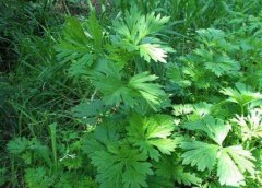 慎重选择益母草：剖析其效果与潜在风险