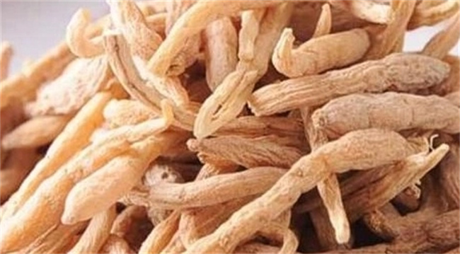 解读太子参的功效与副作用：科学视角下的认知