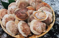 扇贝的神奇功效：补锌补钙补铁，轻松养生三部曲