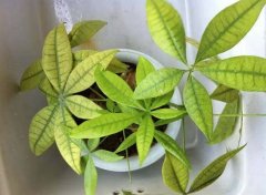 发财树叶子发黄怎么办？教你几招恢复叶绿如初