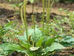 解密洋车前子壳粉的神奇功效与科学食用方法
