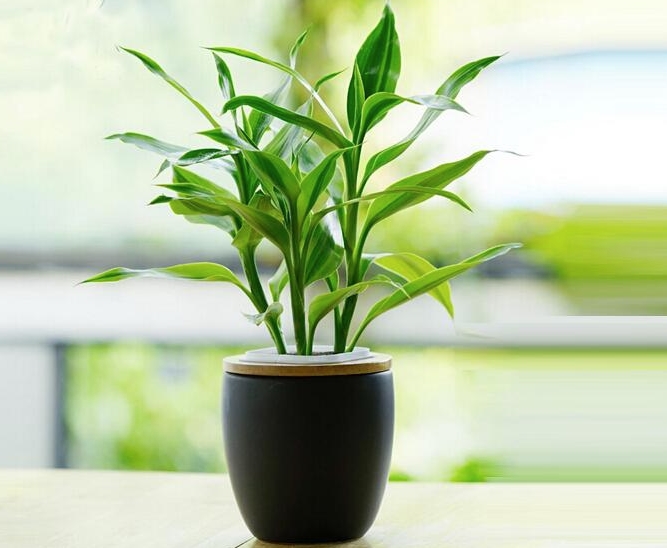 享受绿意滋润，探秘富贵竹的养护之道