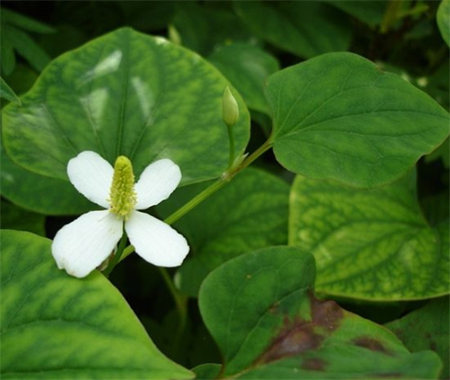 揭秘鱼腥草的功效与副作用