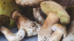 深度解读当前市场上不同松茸价格的背后