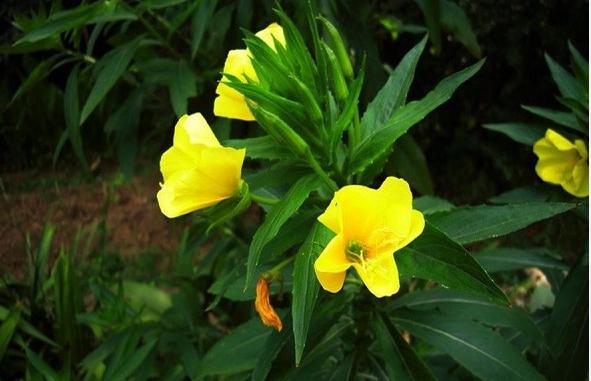 月见草之奇：功效与作用全面解析