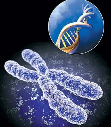 胎儿染色体异常筛检，给宝宝健康未来！