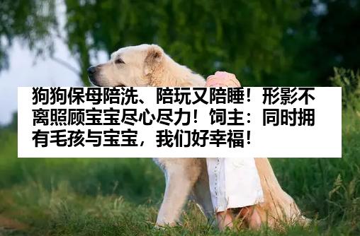 狗狗保母陪洗、陪玩又陪睡！形影不离照顾宝宝尽心尽力！饲主：同时拥有毛孩与宝宝，我们好幸福！