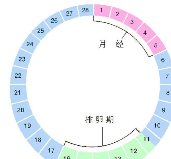 想怀孕？子宫颈黏液4阶段抓排卵期，原来蛋清分泌物这样看！(含图解)
