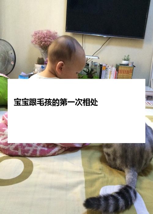 宝宝跟毛孩的第一次相处