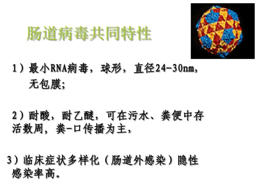 肠病毒夺命！女童「嘴破发烧2天」不到12小时病逝，医师照X光肺竟白掉一半！