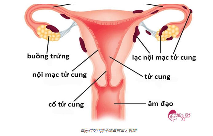 女人吃什么对卵子好？别忘了这6种食物