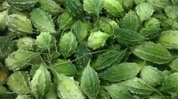 婴儿苦瓜浴: 妈妈需要小心