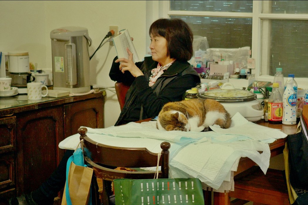 全家像野战医院？照护老残街猫朱天文用护理垫拼贴