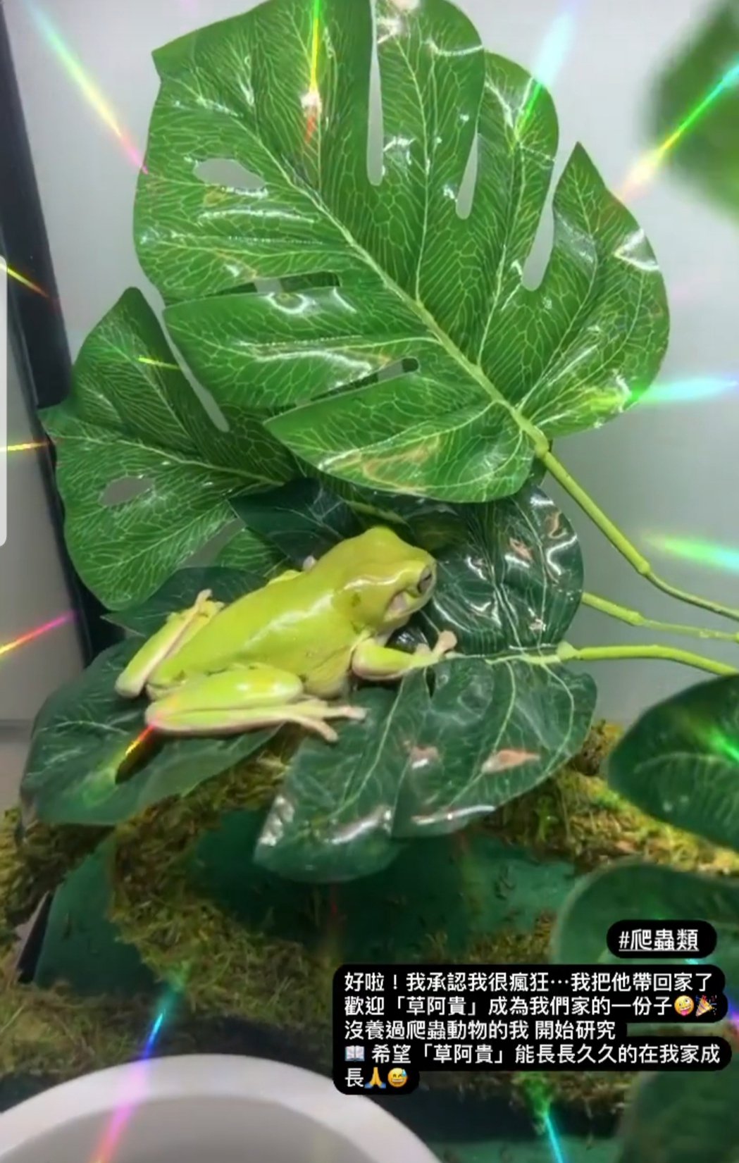 贾静雯曝家中再添「新生命」自招:我承认我很疯狂!