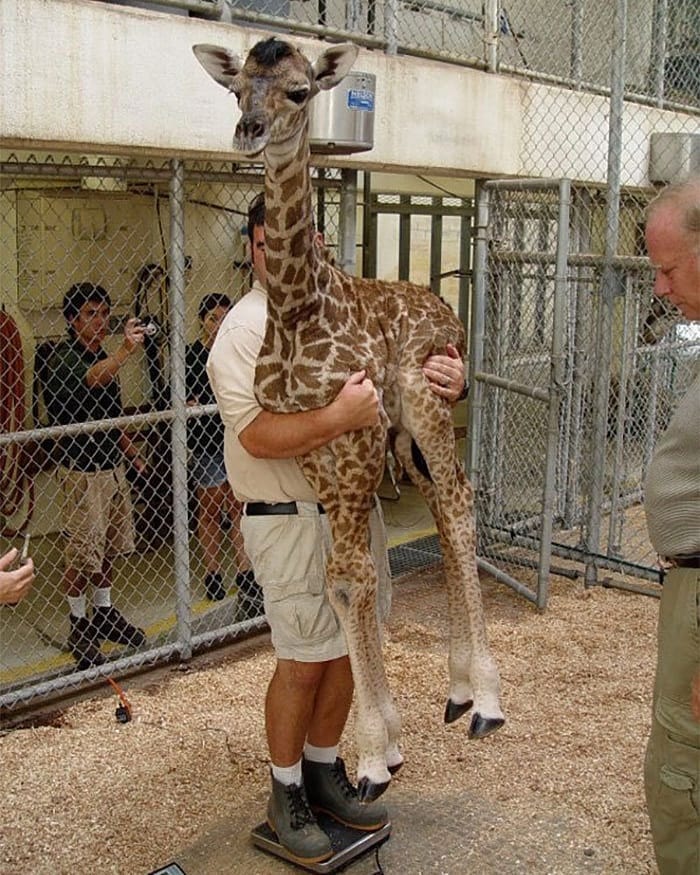 疗愈系动物园育婴室！动物小宝宝们都怎么量体重？