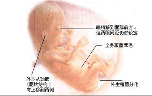怀孕两个月胎儿有多大?怀孕两个月后孕妈妈有什么变化