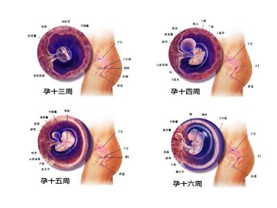 怀孕三个月已度过流产危险期,孕3月胎儿发育情况和护理要点