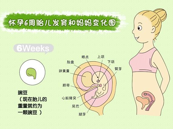 孕妈妈知道吗？孕期不同，B超检查重点也不同