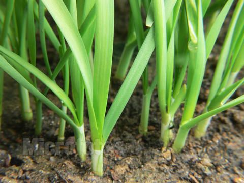 孕妇吃韭菜有流产风险？孕妇能吃韭菜吗？