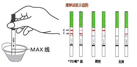 早孕试纸怎么用?早早孕试纸多久能测出来?