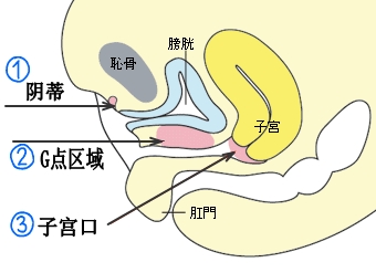 揭开：女性生理生殖器羞于启齿的秘密