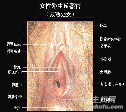 揭开：女性生理生殖器羞于启齿的秘密