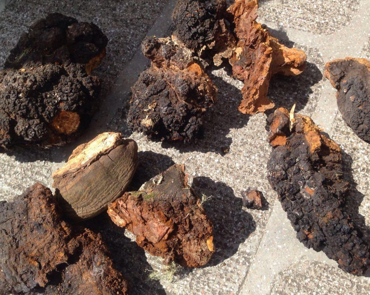 桦树茸的功效及副作用 桦树茸的功效及副作用