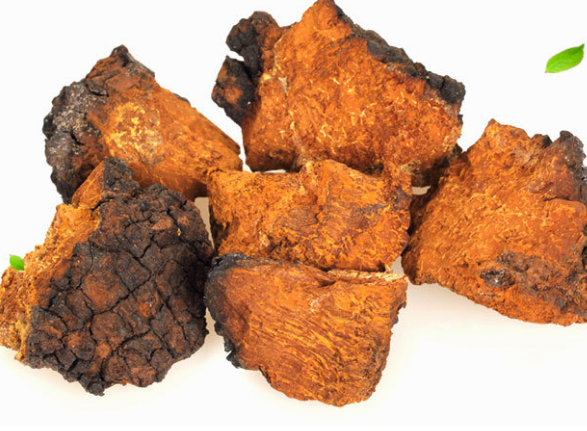 桦树茸的功效及副作用 桦树茸的功效及副作用