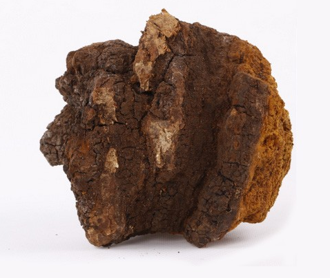 桦树茸的功效及副作用 桦树茸的功效及副作用