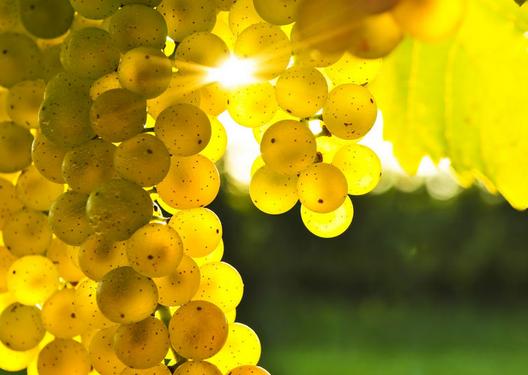 三伏天适合吃什么水果 七月三伏天吃这些水果最养生