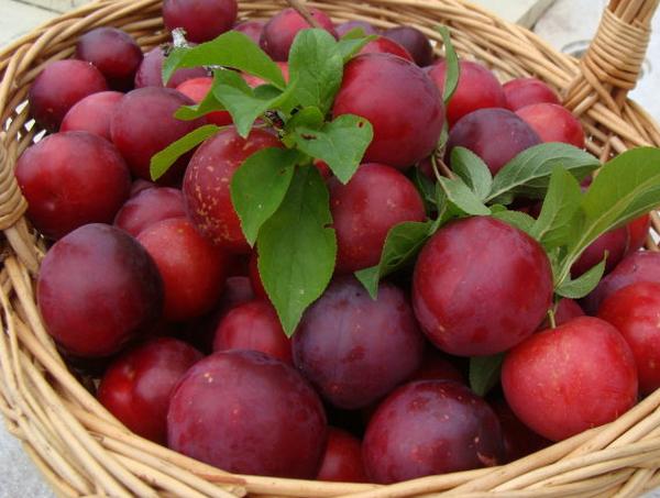 三伏天适合吃什么水果 七月三伏天吃这些水果最养生