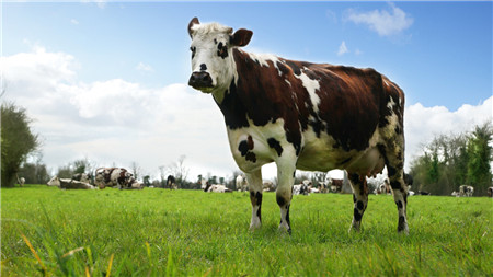 合生元奶粉是国产的还是进口的？